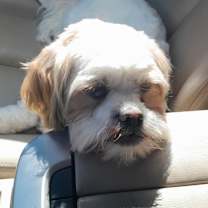 Thumbnail photo of Mocha - RICHMOND, IN #1