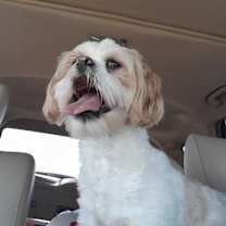 Thumbnail photo of Mocha - RICHMOND, IN #4