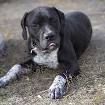 Thumbnail photo of Pinky #1