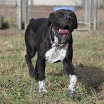 Thumbnail photo of Pinky #2