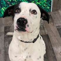 Thumbnail photo of Coriolanus K28 10/31/25 #1