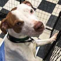 Thumbnail photo of Indiana #1