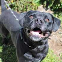 Thumbnail photo of Angus Beef in Martinsville VA #1