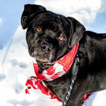 Thumbnail photo of Angus Beef in Martinsville VA #3