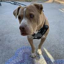 Thumbnail photo of Guero #3