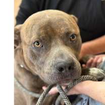 Thumbnail photo of Duke #4