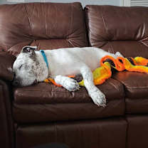 Thumbnail photo of Mr Freckles (Hades) #3