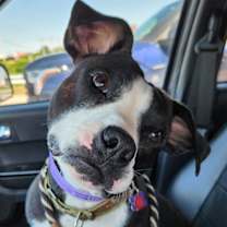 Thumbnail photo of Raspberry Beret #1