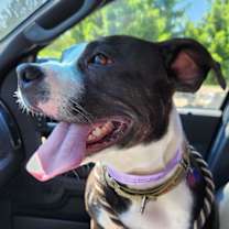 Thumbnail photo of Raspberry Beret #2