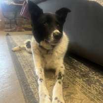 Thumbnail photo of Blue #1