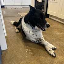 Thumbnail photo of Blue #2