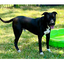 Thumbnail photo of Bouncer #3