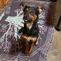 Thumbnail photo of Amos - Sweet & Silly Boy! Adopt $0! #3