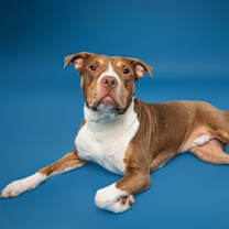 Thumbnail photo of Glimmet #4