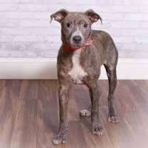 Thumbnail photo of Rosemary #4