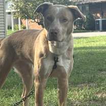 Thumbnail photo of Daisy #1