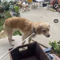 Thumbnail photo of Bailey #2