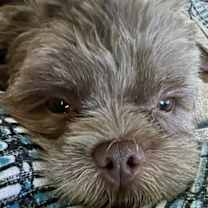 Thumbnail photo of Davie #3