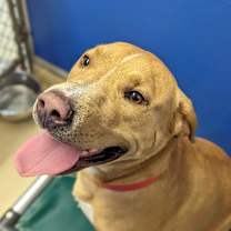 Thumbnail photo of Sweet Tater #2