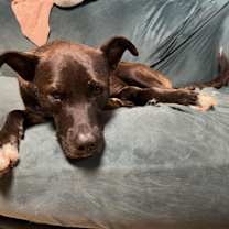 Thumbnail photo of Scout #2