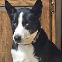 Thumbnail photo of Cooper #2