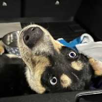 Thumbnail photo of Groucho #3