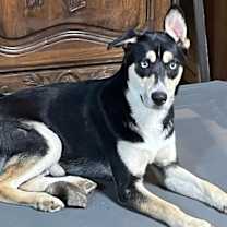 Thumbnail photo of Groucho #4