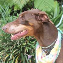 Thumbnail photo of DARLA #1