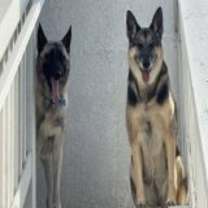 Thumbnail photo of Phoenix #1