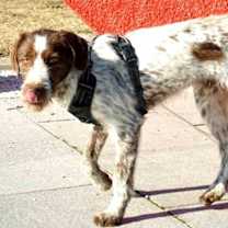Thumbnail photo of Phill #3