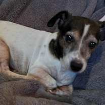adopt-pet