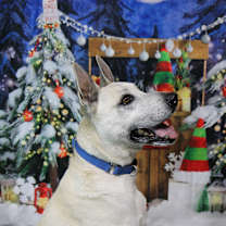 Thumbnail photo of SHEP***foster or adopt*** #3