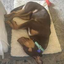 Thumbnail photo of Angeles #3