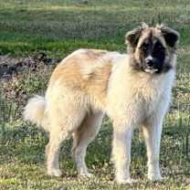 Thumbnail photo of URGENT Bronco and Mercedes #1