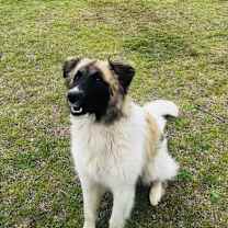 Thumbnail photo of URGENT Bronco and Mercedes #2