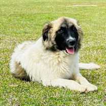 Thumbnail photo of URGENT Bronco and Mercedes #4