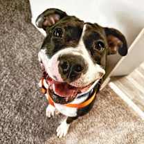 Thumbnail photo of Annie #2