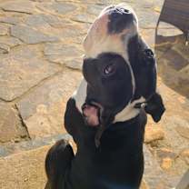 Thumbnail photo of Annie #3
