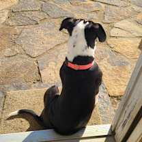 Thumbnail photo of Annie #4