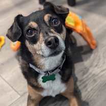 Thumbnail photo of Niko (aka Cooper) #1