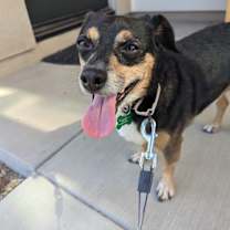 Thumbnail photo of Niko (aka Cooper) #2