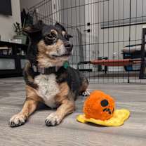 Thumbnail photo of Niko (aka Cooper) #3