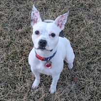 Thumbnail photo of Freckle #1
