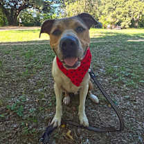 Thumbnail photo of Ollie #4