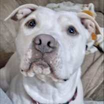 Thumbnail photo of Shyann *Adoption Fee Waived* #2