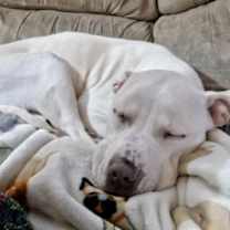 Thumbnail photo of Shyann *Adoption Fee Waived* #3