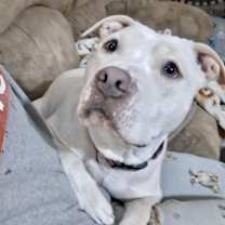 Thumbnail photo of Shyann *Adoption Fee Waived* #4
