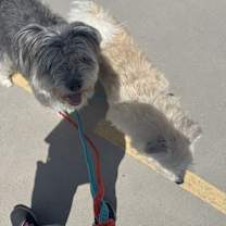 Thumbnail photo of Rose #2