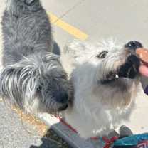 Thumbnail photo of Rose #3