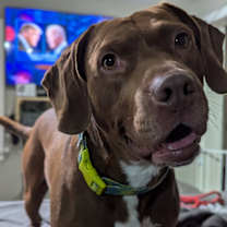 Thumbnail photo of Chewy #2